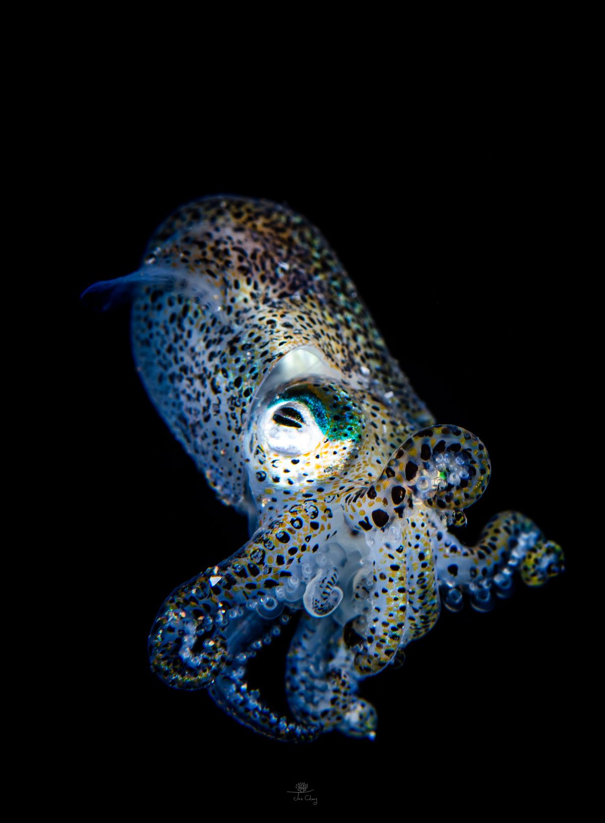 The Fantastical Underwater Macro Photography Of Joe Chang 19