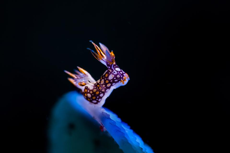 The Fantastical Underwater Macro Photography Of Joe Chang 3