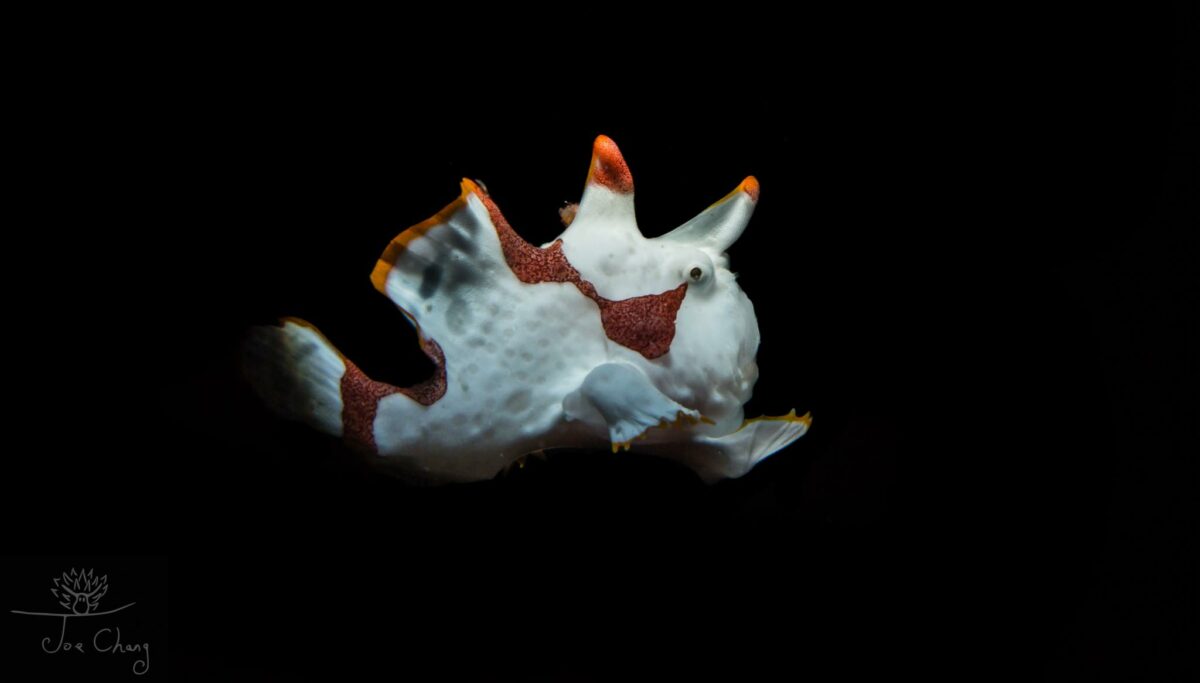 The Fantastical Underwater Macro Photography Of Joe Chang 4