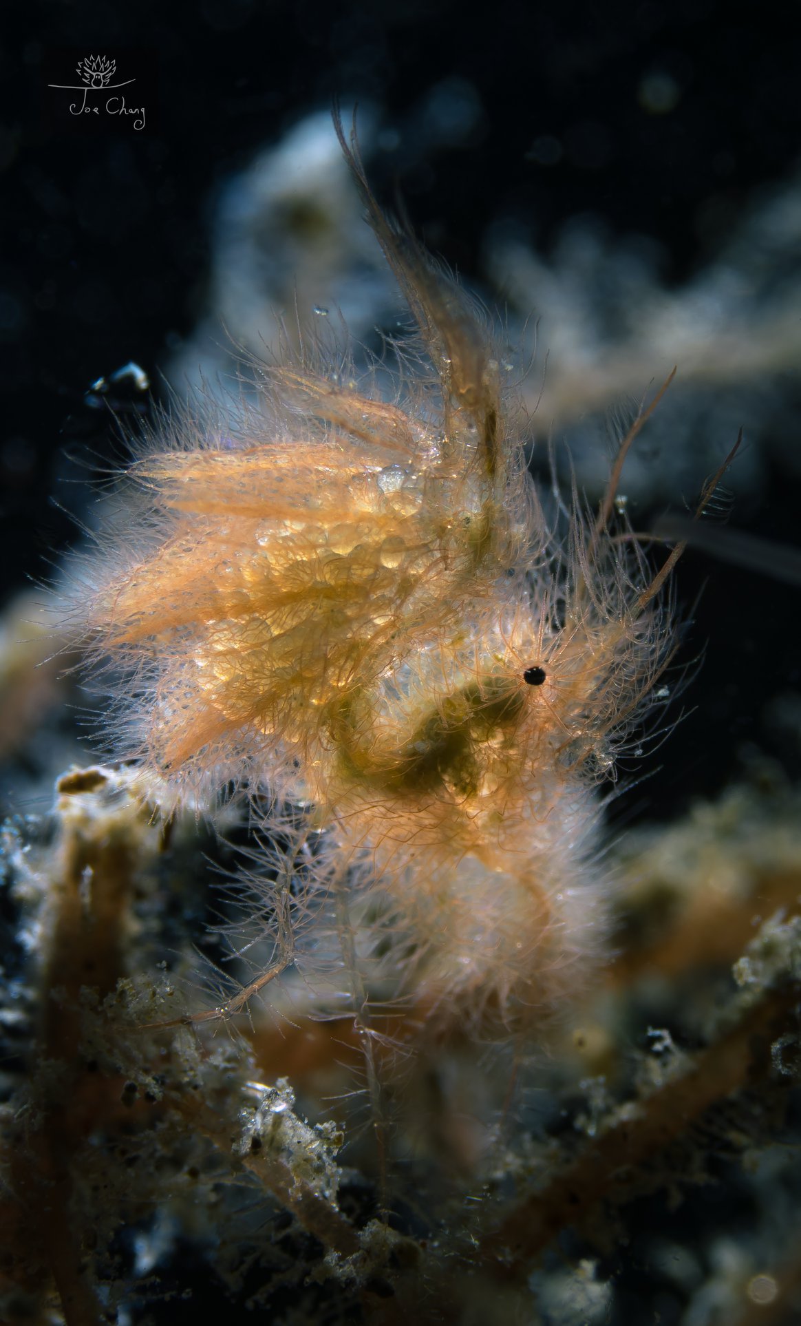 The Fantastical Underwater Macro Photography Of Joe Chang 5