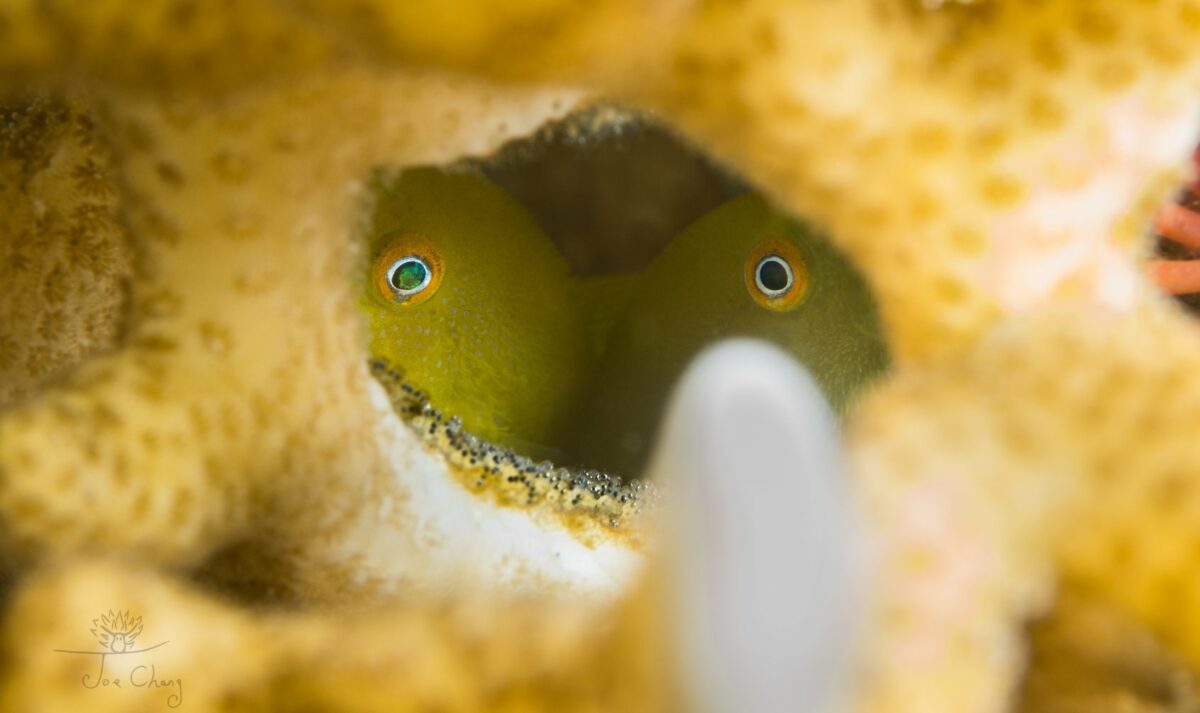 The Fantastical Underwater Macro Photography Of Joe Chang 6