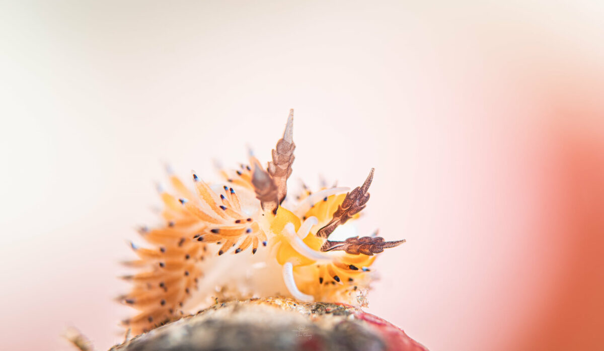 The Fantastical Underwater Macro Photography Of Joe Chang 7