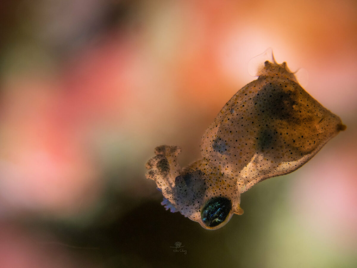 The Fantastical Underwater Macro Photography Of Joe Chang 9