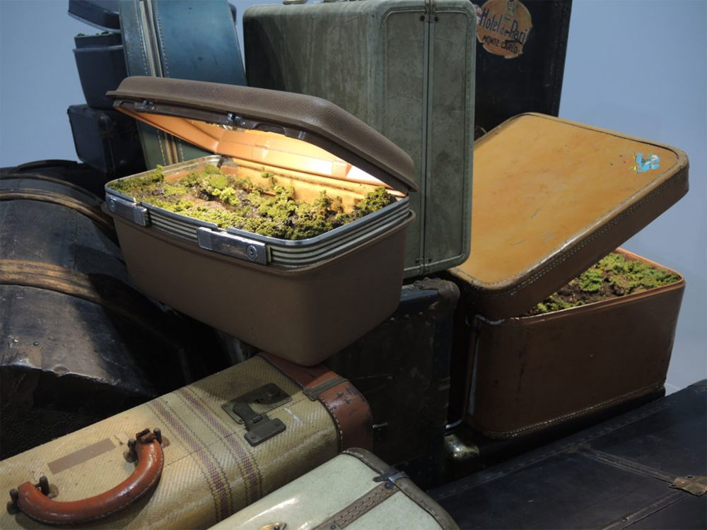 Traveling Landscapes Incredible Miniature Ecosystems Kept Inside Vintage Suitcases By Kathleen Vance 9