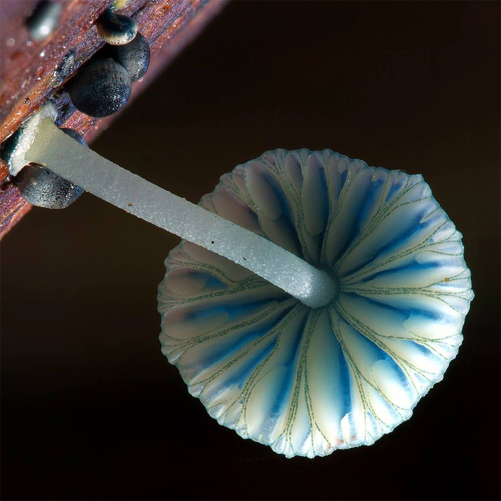Wonderful Photos Of Australian Fungi By Steve Axford 16