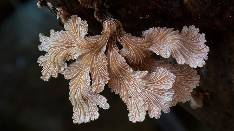 Wonderful Photos Of Australian Fungi By Steve Axford 17
