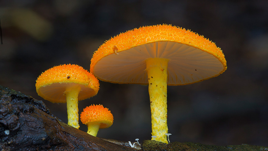Wonderful Photos Of Australian Fungi By Steve Axford 20