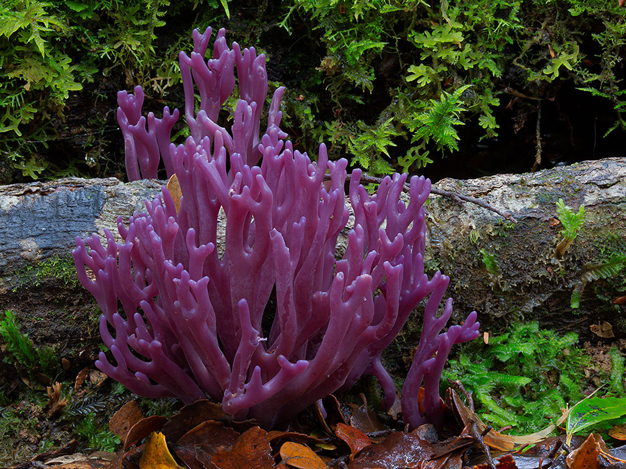 Wonderful Photos Of Australian Fungi By Steve Axford 25