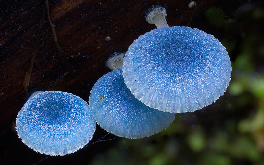 Wonderful Photos Of Australian Fungi By Steve Axford 28
