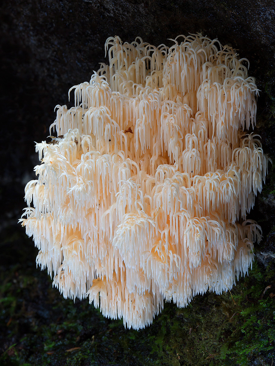 Wonderful Photos Of Australian Fungi By Steve Axford 29