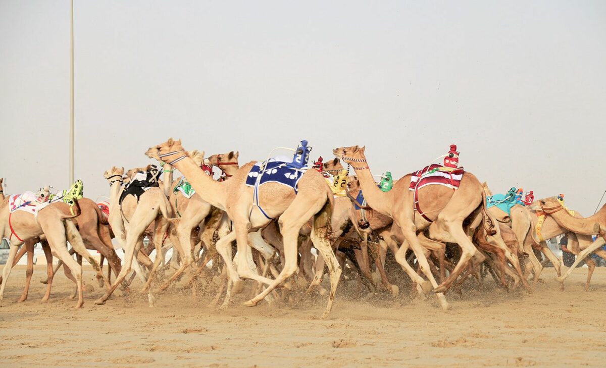 Camel Race A Captivating Photography Series By Alexandre Mounayer 18
