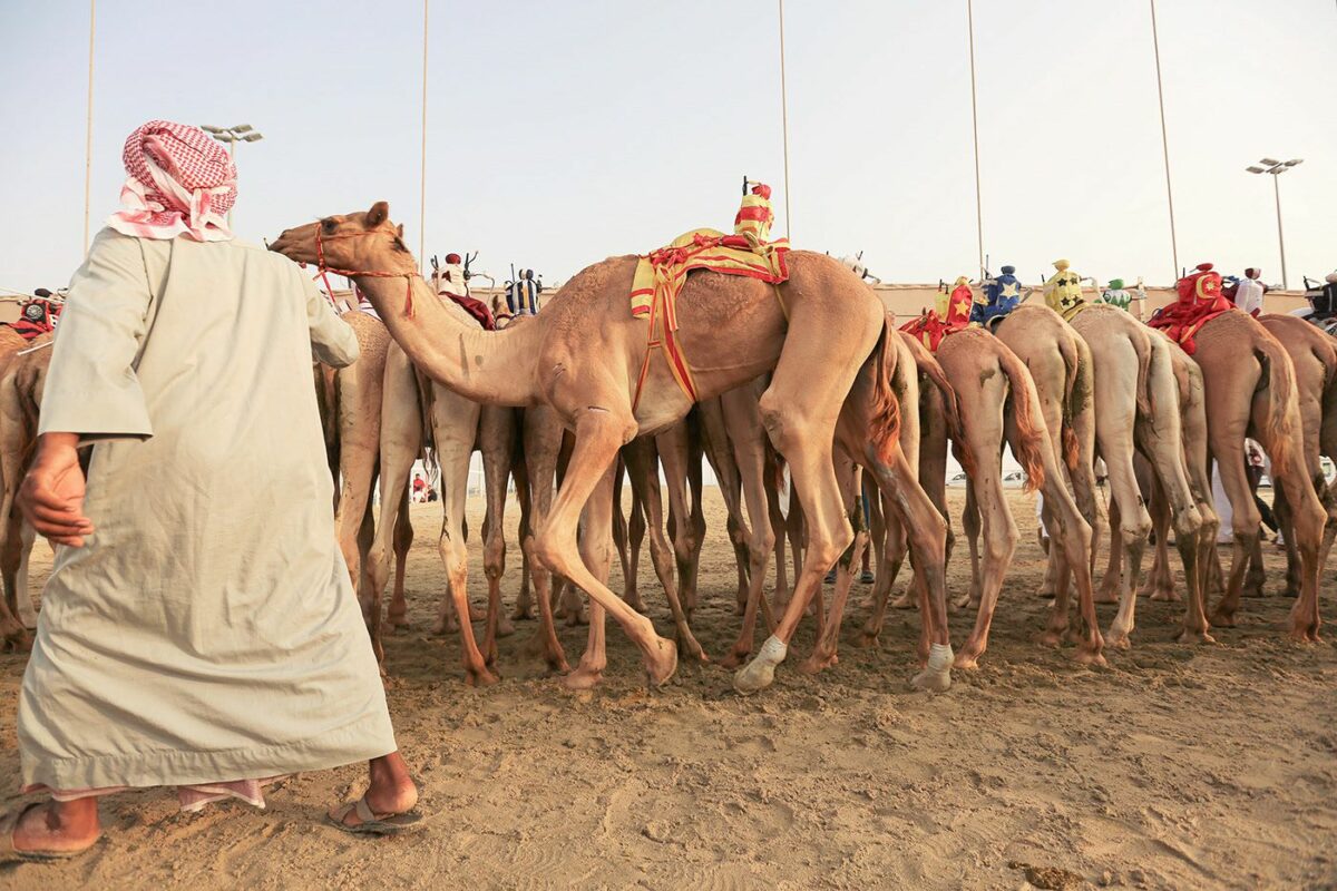 Camel Race A Captivating Photography Series By Alexandre Mounayer 8