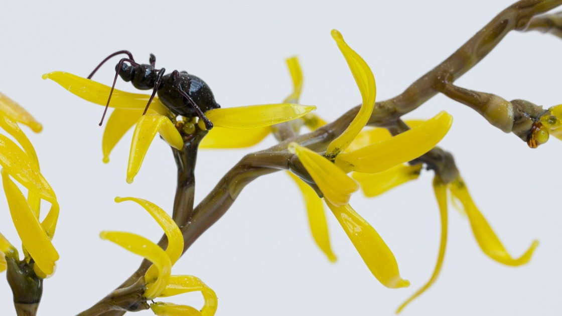 Glass Still Life Fascinating Sculptures By Lilla Tabasso 7