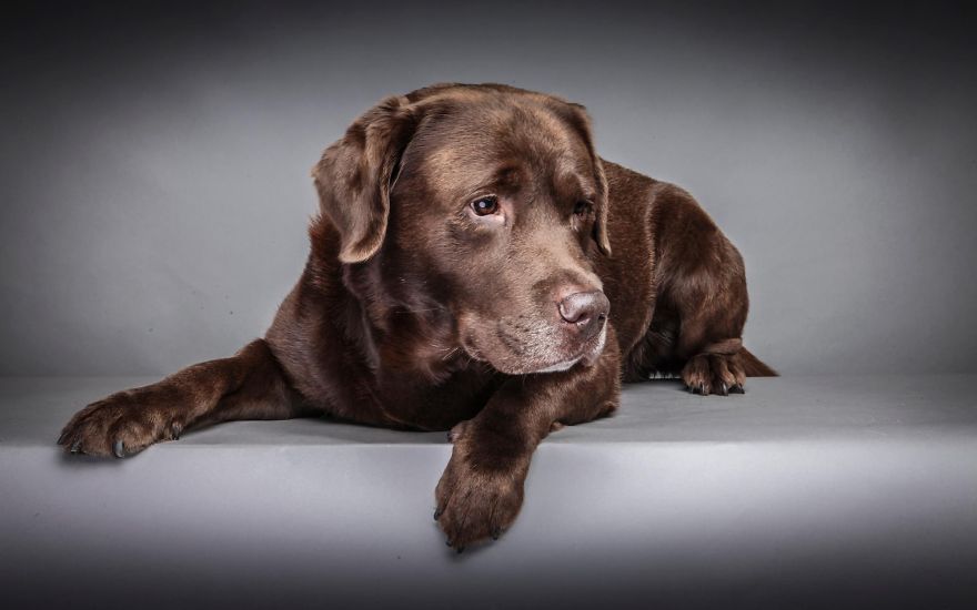 Beautiful And Amusing Dog Portraits By Rolf Flor 10