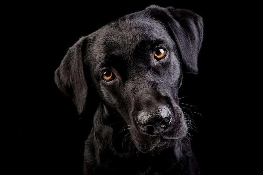 Beautiful And Amusing Dog Portraits By Rolf Flor 18