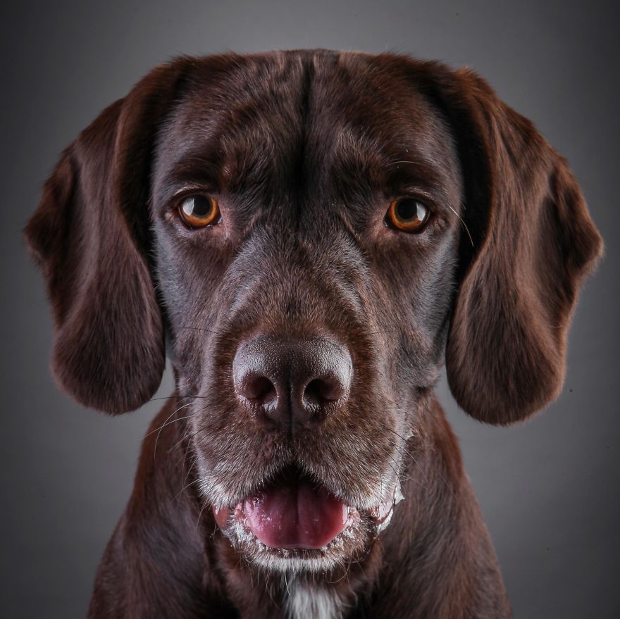 Beautiful And Amusing Dog Portraits By Rolf Flor 25