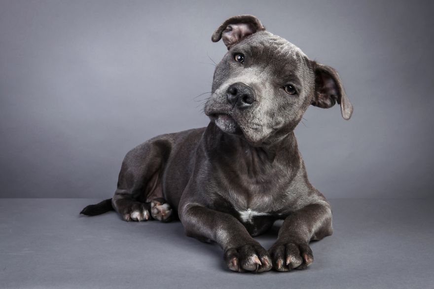 Beautiful And Amusing Dog Portraits By Rolf Flor 29