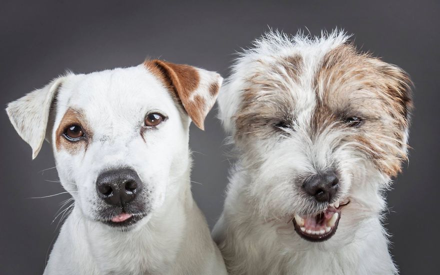 Beautiful And Amusing Dog Portraits By Rolf Flor 3
