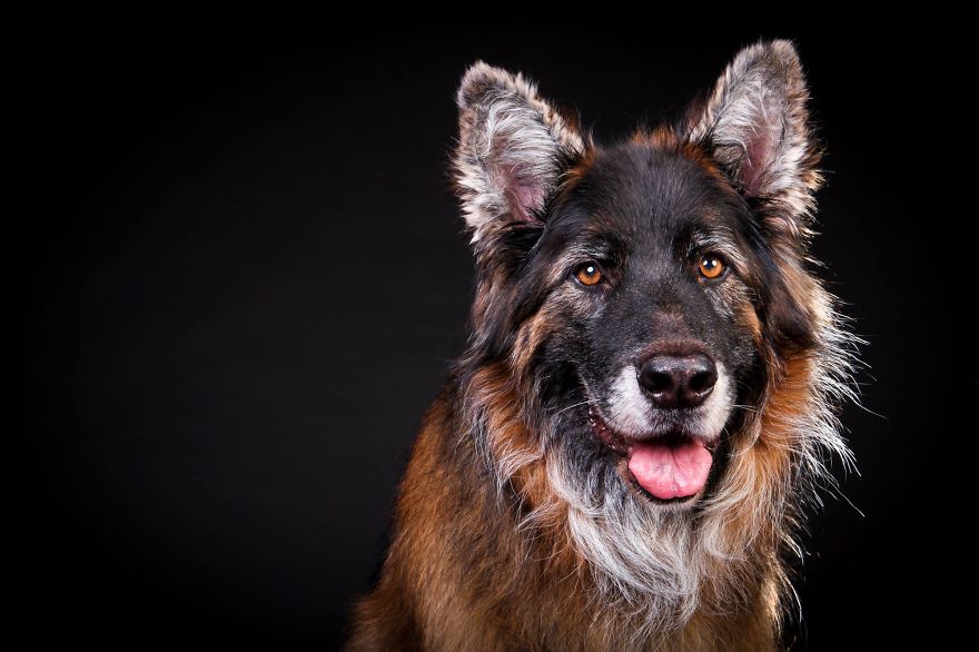 Beautiful And Amusing Dog Portraits By Rolf Flor 31