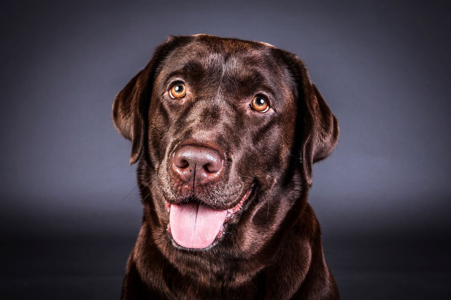 Beautiful And Amusing Dog Portraits By Rolf Flor 33
