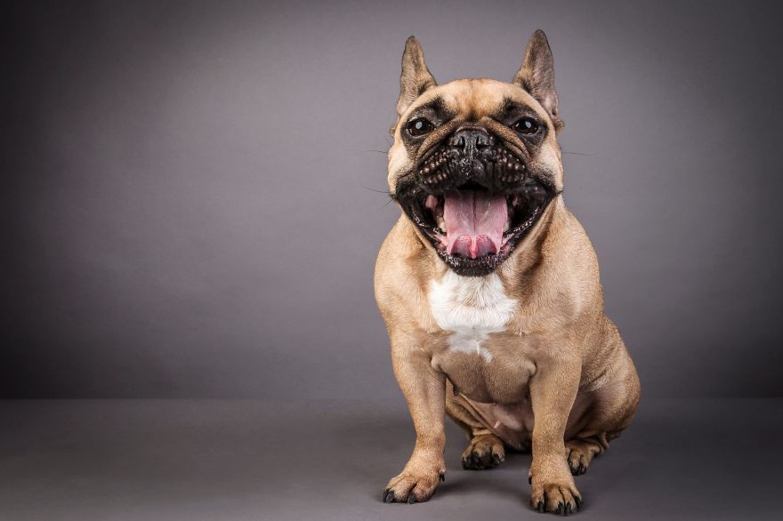 Beautiful And Amusing Dog Portraits By Rolf Flor 34