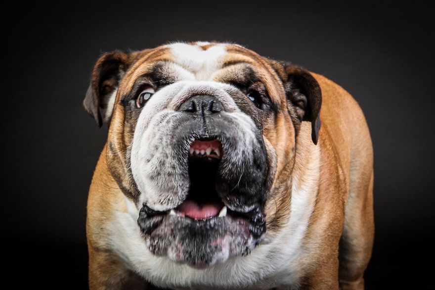 Beautiful And Amusing Dog Portraits By Rolf Flor 4