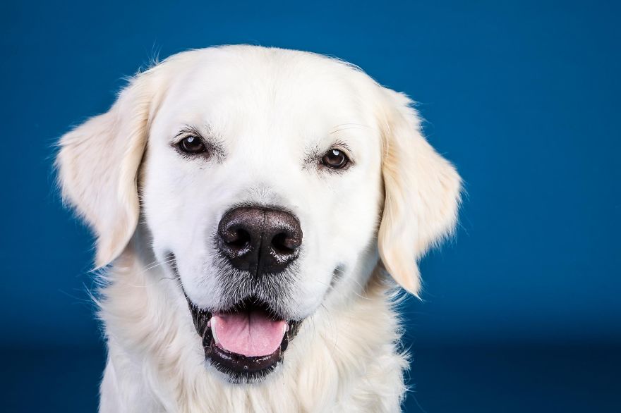 Beautiful And Amusing Dog Portraits By Rolf Flor 7