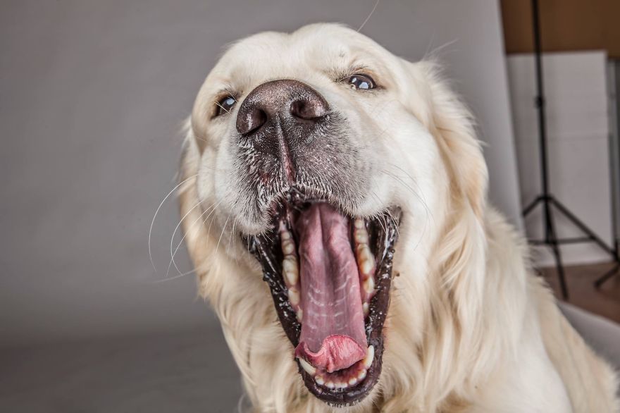 Beautiful And Amusing Dog Portraits By Rolf Flor 9