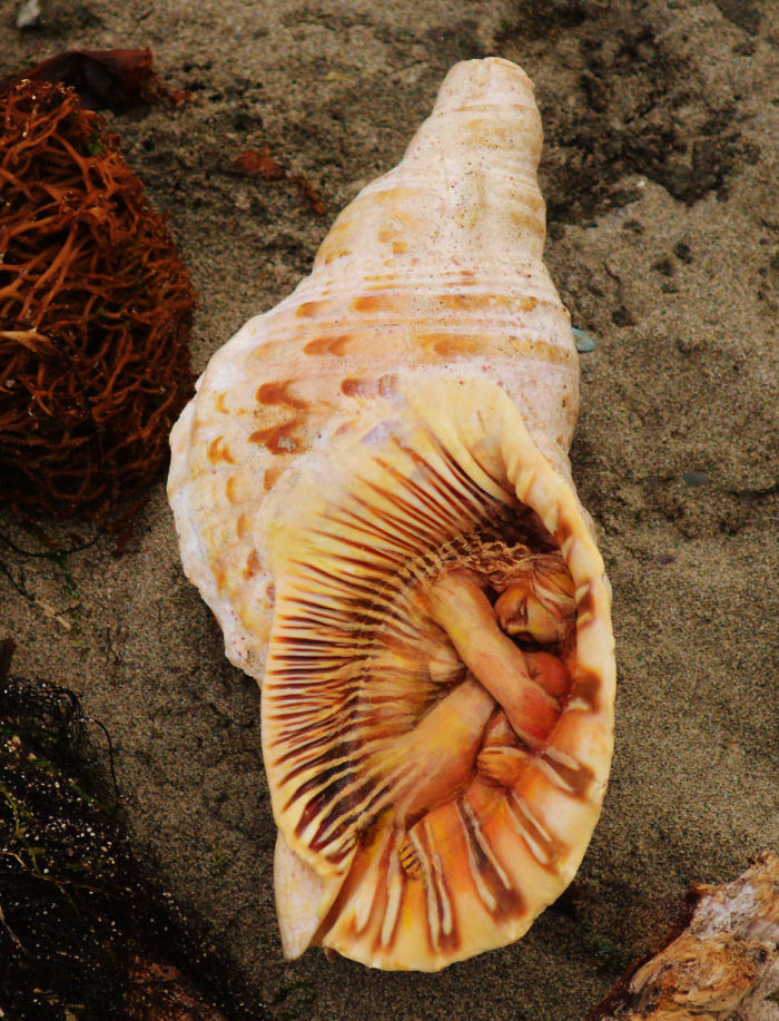 Elements Of Nature Transformed Into Stunning Mystical Sculptures By Debra Bernier 11