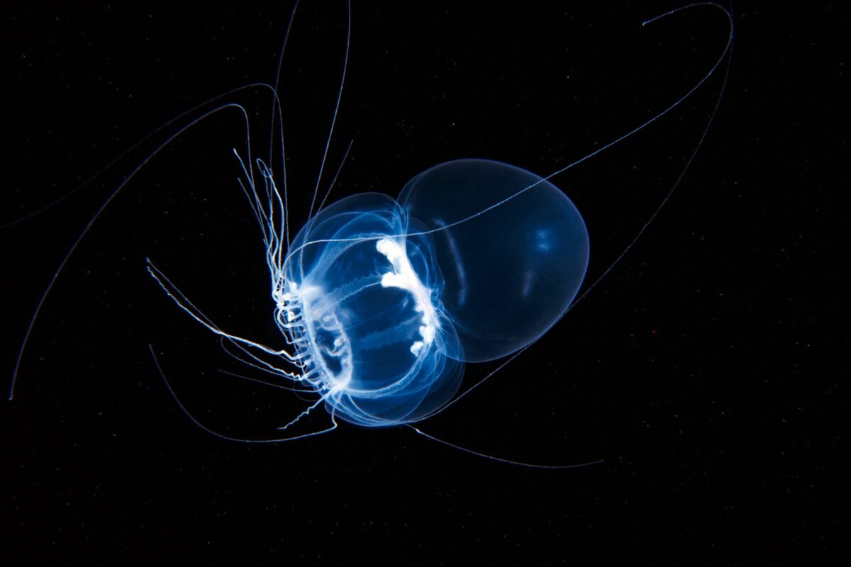 Ocean Exploration Incredible Marine Creatures Captured By The Lens Of Alexander Semenov 12