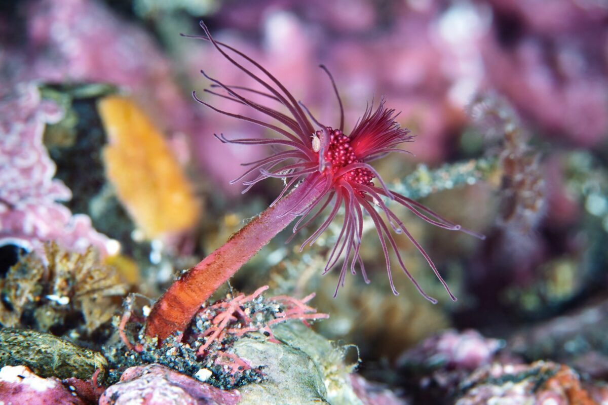Ocean Exploration Incredible Marine Creatures Captured By The Lens Of Alexander Semenov 14