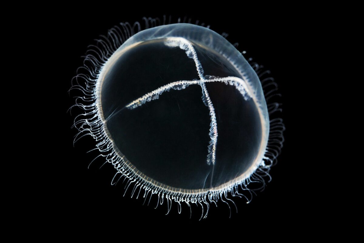 Ocean Exploration Incredible Marine Creatures Captured By The Lens Of Alexander Semenov 15