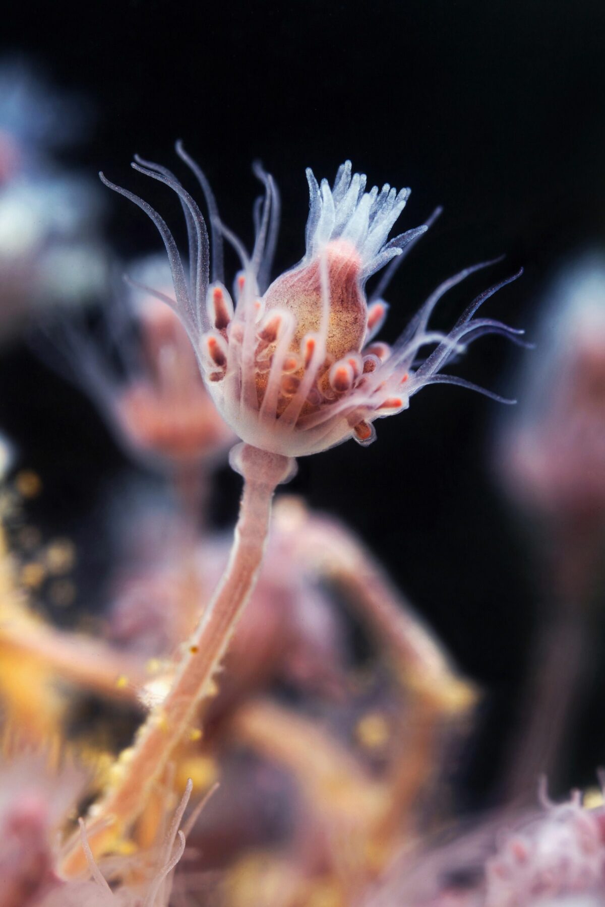 Ocean Exploration Incredible Marine Creatures Captured By The Lens Of Alexander Semenov 16