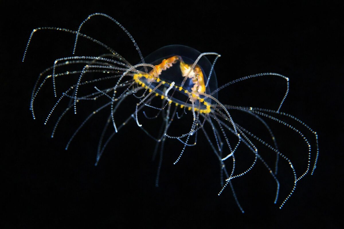 Ocean Exploration Incredible Marine Creatures Captured By The Lens Of Alexander Semenov 18