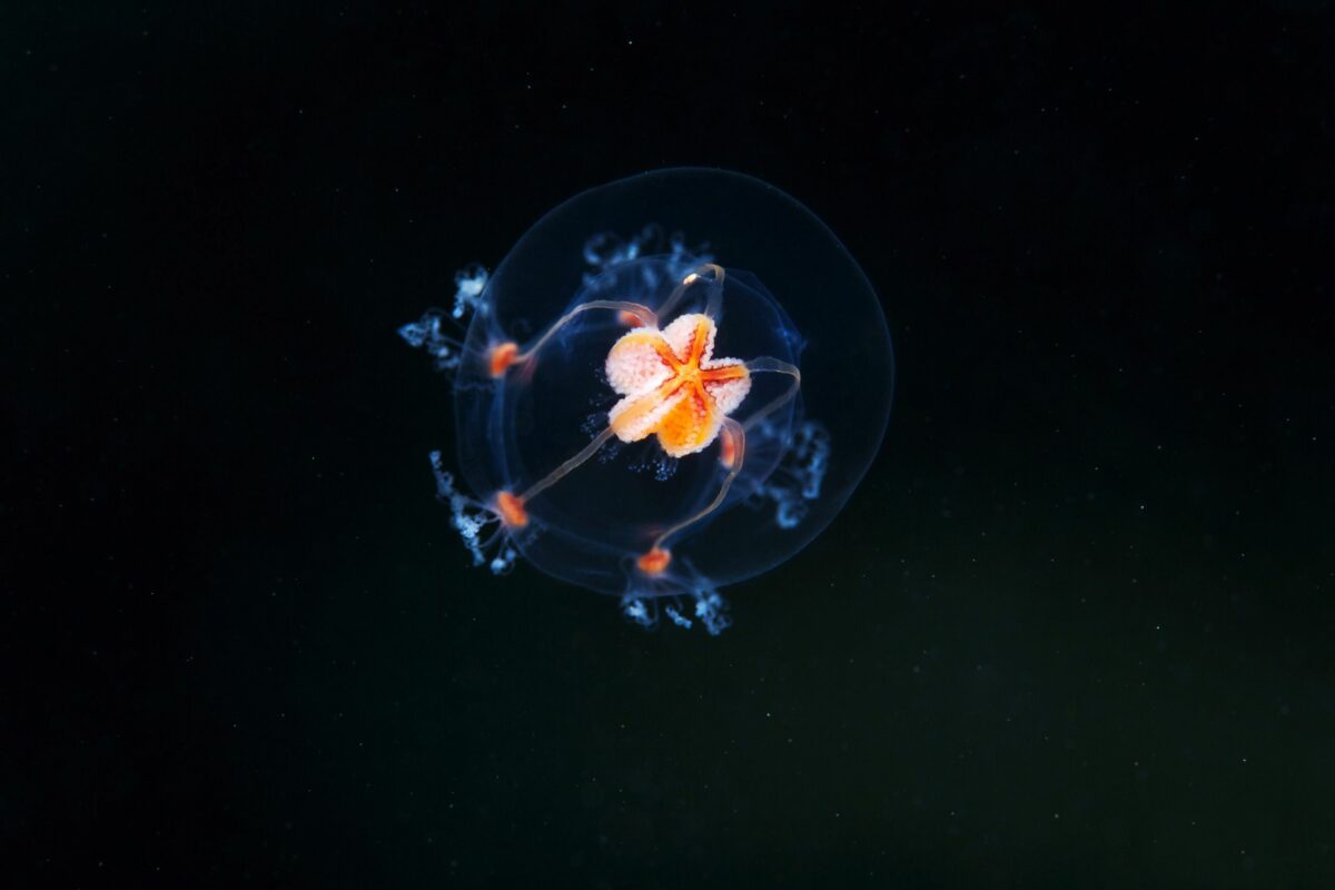 Ocean Exploration Incredible Marine Creatures Captured By The Lens Of Alexander Semenov 19