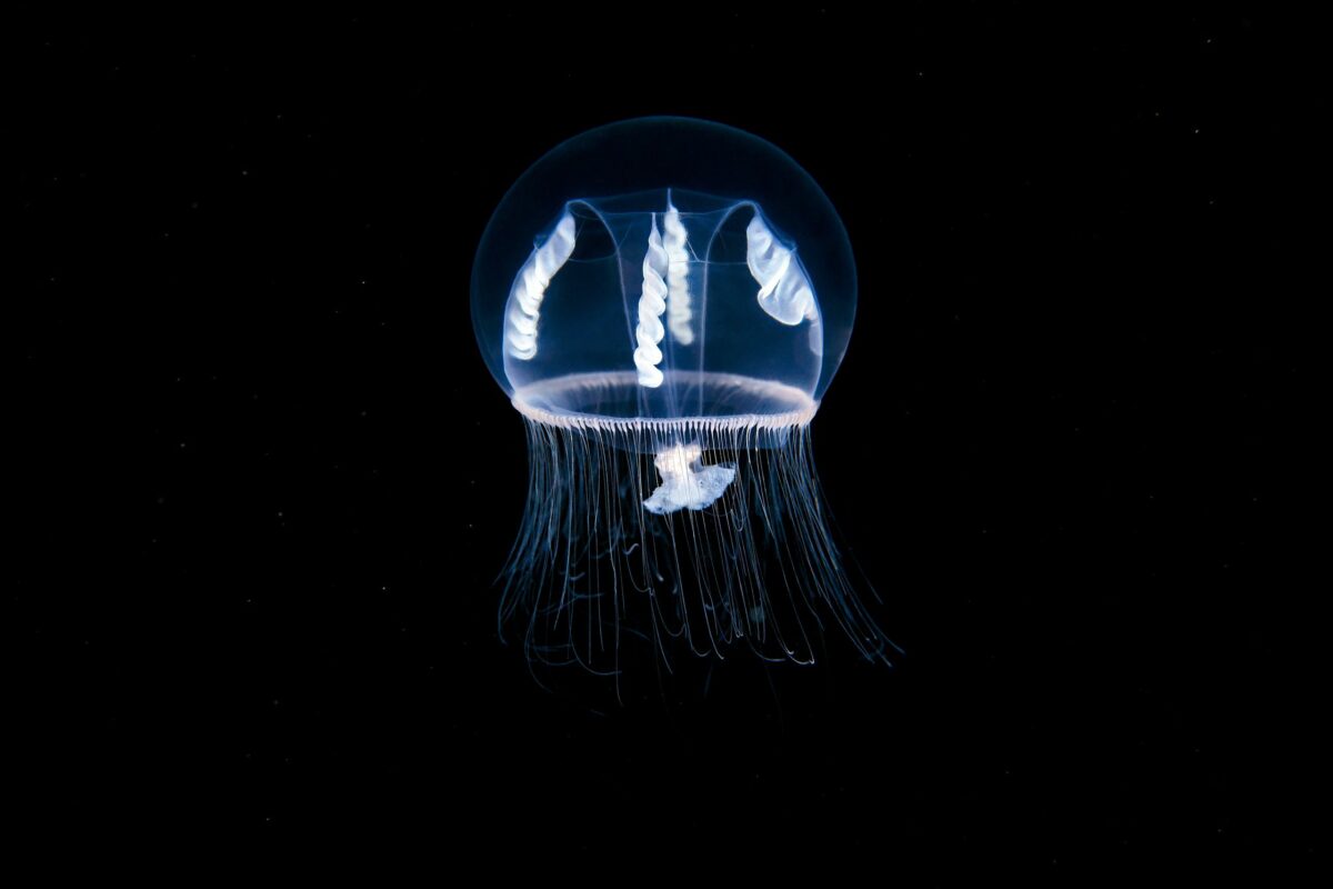 Ocean Exploration Incredible Marine Creatures Captured By The Lens Of Alexander Semenov 20