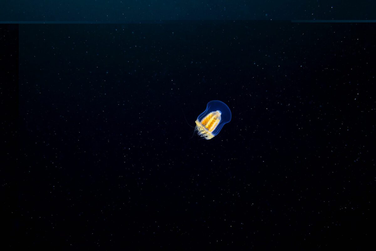 Ocean Exploration Incredible Marine Creatures Captured By The Lens Of Alexander Semenov 21