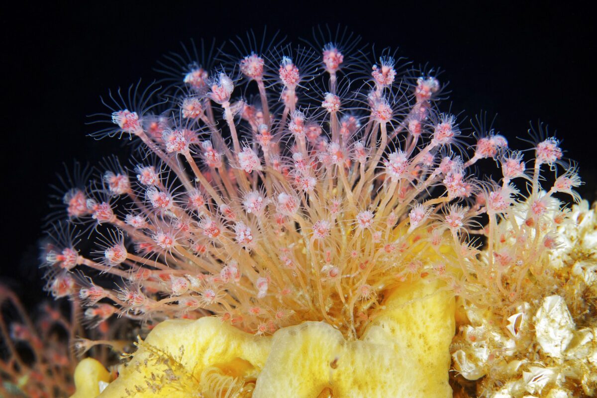 Ocean Exploration Incredible Marine Creatures Captured By The Lens Of Alexander Semenov 23