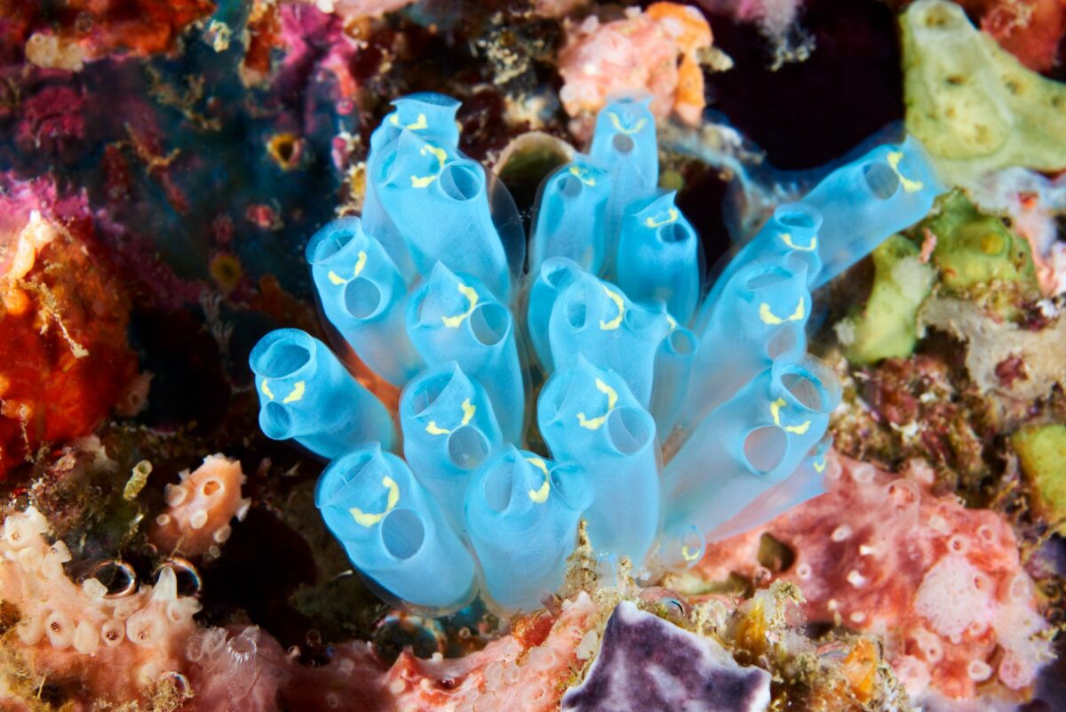 Ocean Exploration Incredible Marine Creatures Captured By The Lens Of Alexander Semenov 3