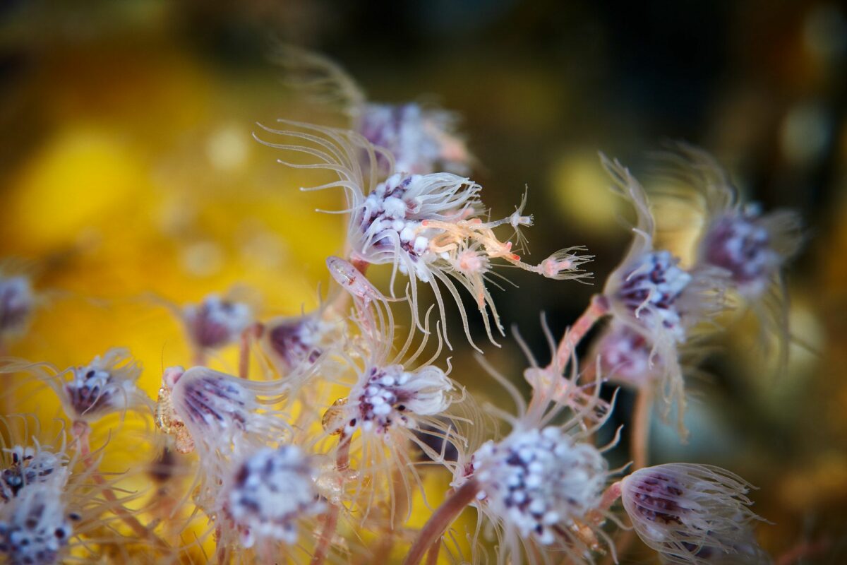 Ocean Exploration Incredible Marine Creatures Captured By The Lens Of Alexander Semenov 4