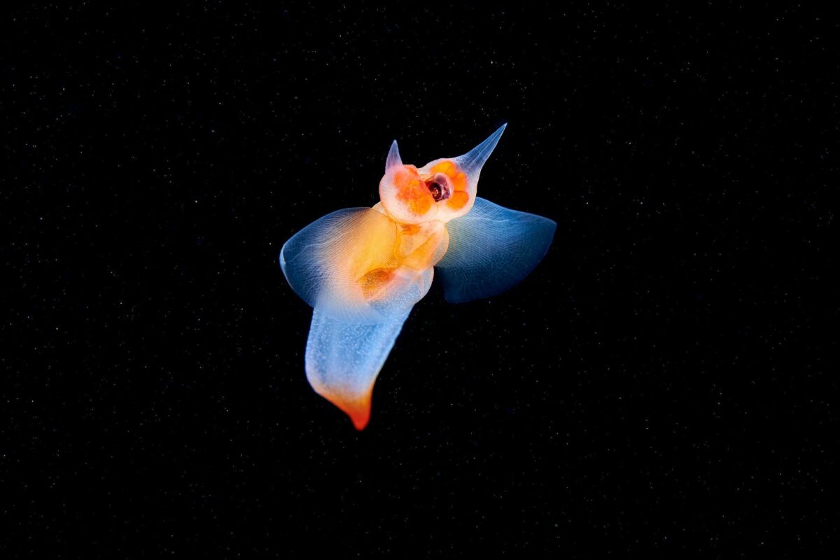 Ocean Exploration Incredible Marine Creatures Captured By The Lens Of Alexander Semenov 7
