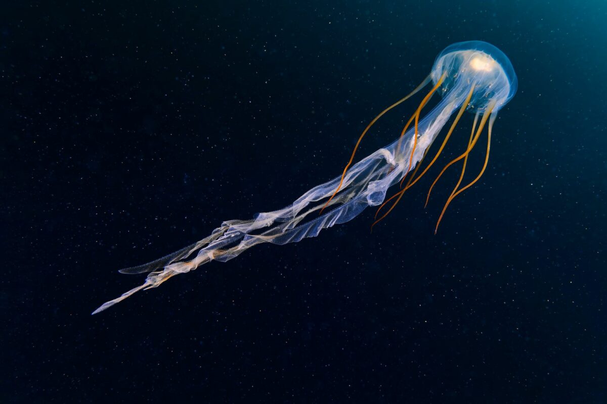 Ocean Exploration Incredible Marine Creatures Captured By The Lens Of Alexander Semenov 8