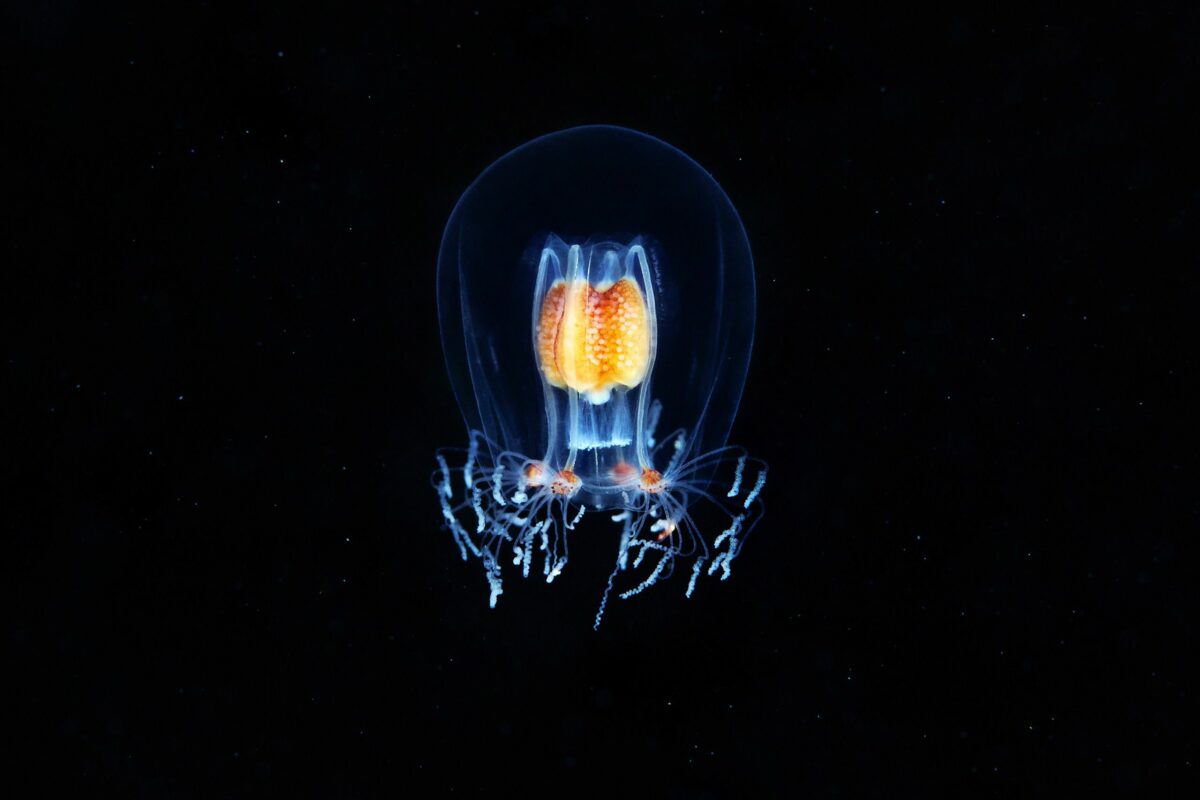 Ocean Exploration Incredible Marine Creatures Captured By The Lens Of Alexander Semenov 9