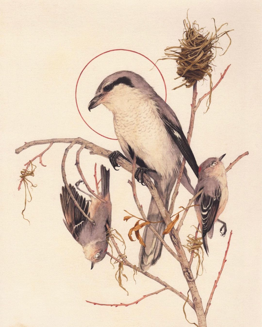 Sublime Flora And Fauna Illustrative Paintings By Teagan White 10