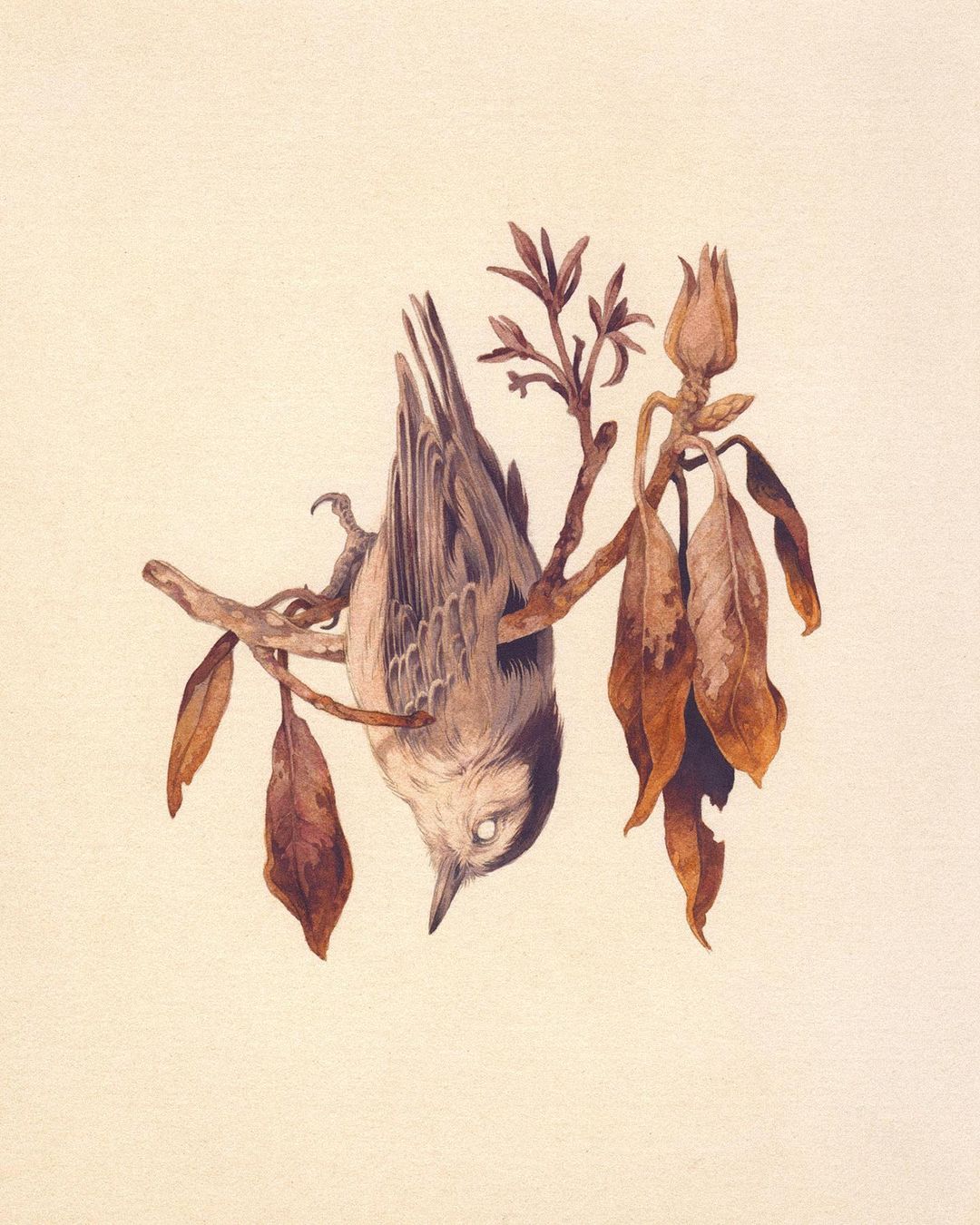 Sublime Flora And Fauna Illustrative Paintings By Teagan White 2