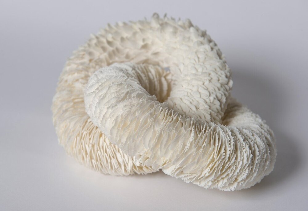 Delicate Bloom And Petal Based Ceramic Sculptures By Jennifer Hickey 1