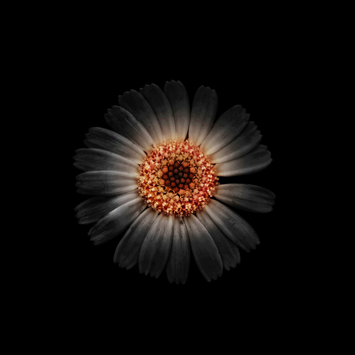 Miracles In Gardens A Sublime Photographic Series By Viera Babecova 1