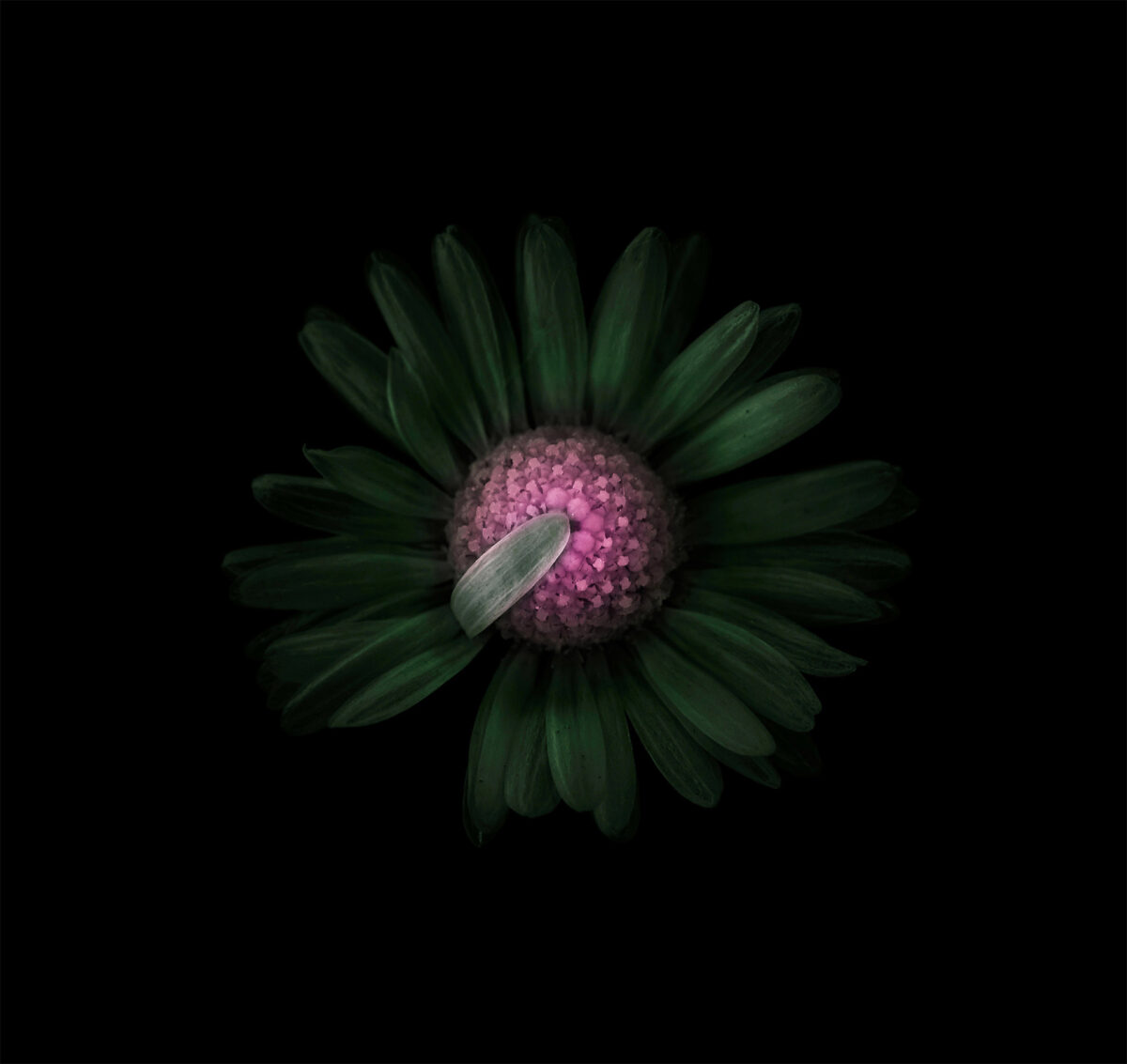 Miracles In Gardens A Sublime Photographic Series By Viera Babecova 12