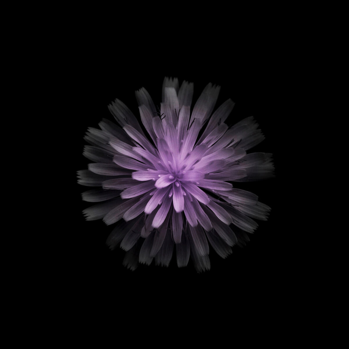 Miracles In Gardens A Sublime Photographic Series By Viera Babecova 14