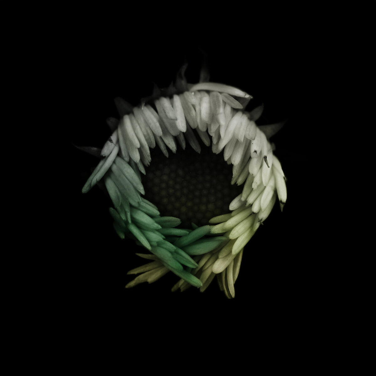 Miracles In Gardens A Sublime Photographic Series By Viera Babecova 15